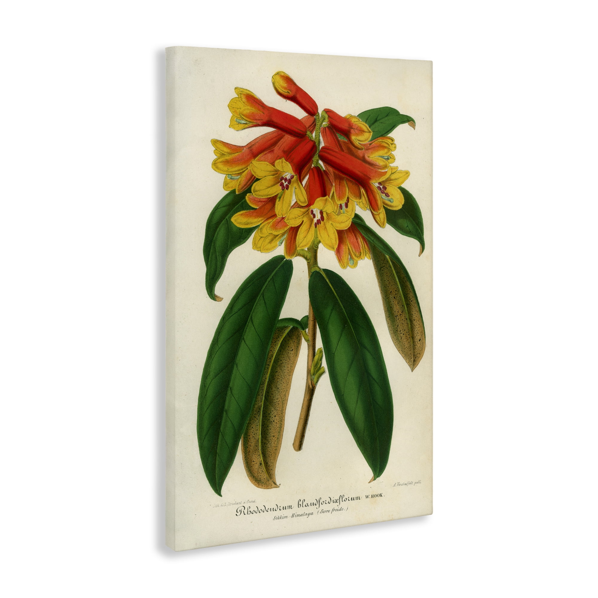 Stupell Industries Orange Yellow Rhododendron Canvas Wall Art, design by Print Collection