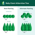 thumbnail image 3 of Brighter Blooms - Baby Giant Arborvitae Tree, 1-2 ft. - No Shipping To AZ and OR, 3 of 6