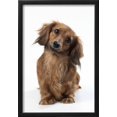 thumbnail image 2 of Miniature LongHaired Dachshund, Animals Framed Art Print Wall Art Sold by Art.Com, 2 of 5