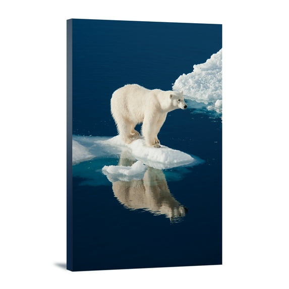 Polar Bear and Reflection, (12x18 Wrapped Canvas, Wall Decor, Artwork)