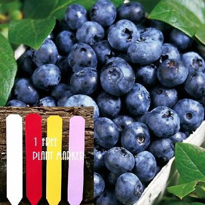 Heirloom Highbush Blueberry (Organic) 125+ Seeds 647923989465 Self Fertile + 1 Free Plant