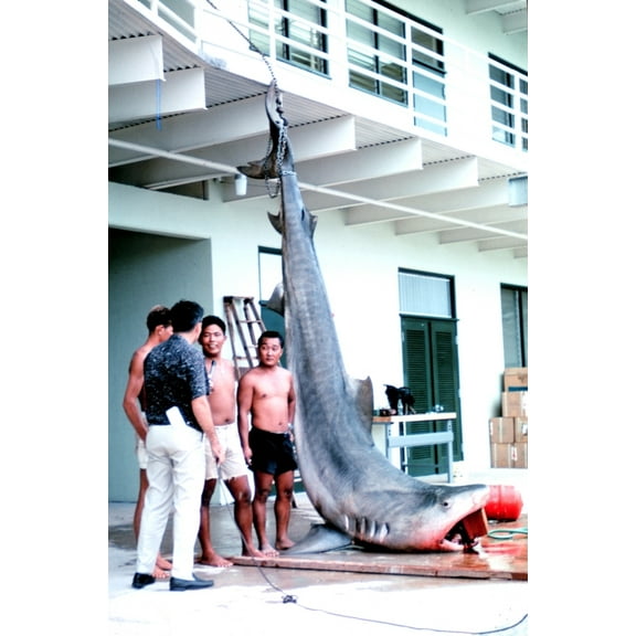 Dead Shark. 14-Foot History (24 x 36)