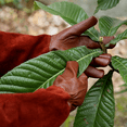 thumbnail image 6 of Ladies Thorn Resistant Gardening Gloves, Long Gloves Garden Gloves, Ladies Rose Pruning Gloves, 6 of 6
