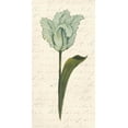 thumbnail image 2 of Popp, Grace 18x32 White Modern Wood Framed Museum Art Print Titled - Twin Tulips V, 2 of 4