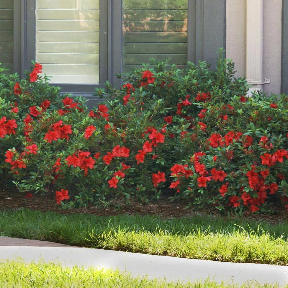 Encore Azalea Autumn Bonfire Live Shrub in 3-Gallon Grower Pot