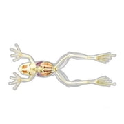 4D Vision Full Skeleton Frog Model