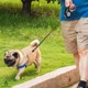 thumbnail image 5 of Correa Retractil Expandible Perro Mascotas Freno 5 Metros, 5 of 8