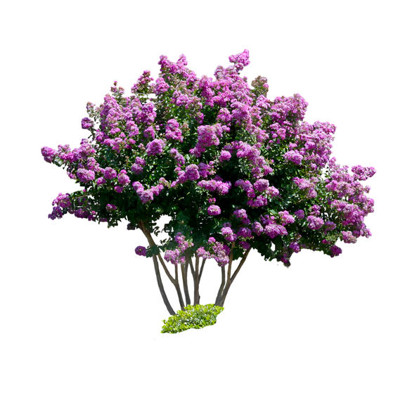 Catawba Crape Myrtle – Live Flowering Shrubs with Deep Purple Blooms, 1 Gallon Potted, Set of 2