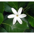 thumbnail image 2 of Heaven Scent Tahitian Gardenia - Intoxicating Scent - 4" Pot - Single Bloom, 2 of 3