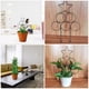 thumbnail image 4 of KAKOWELY 4 enrejados para plantas trepadoras de interior. Soporte para plantas de enredaderas., 4 of 4