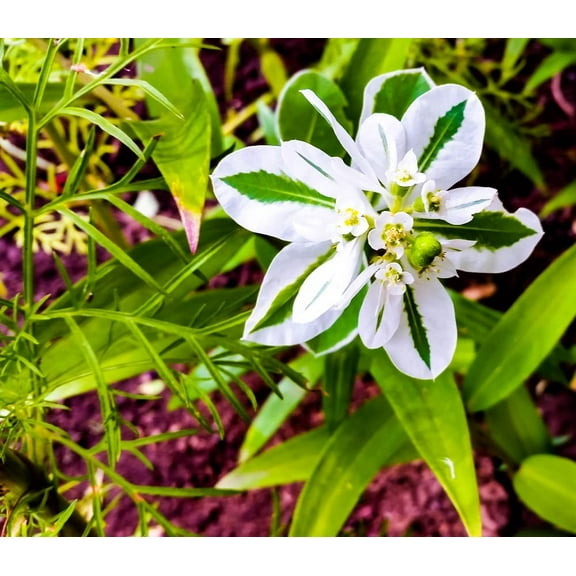 50  Mountain Snow Flower Seeds for Planting - Euphorbia marginata
