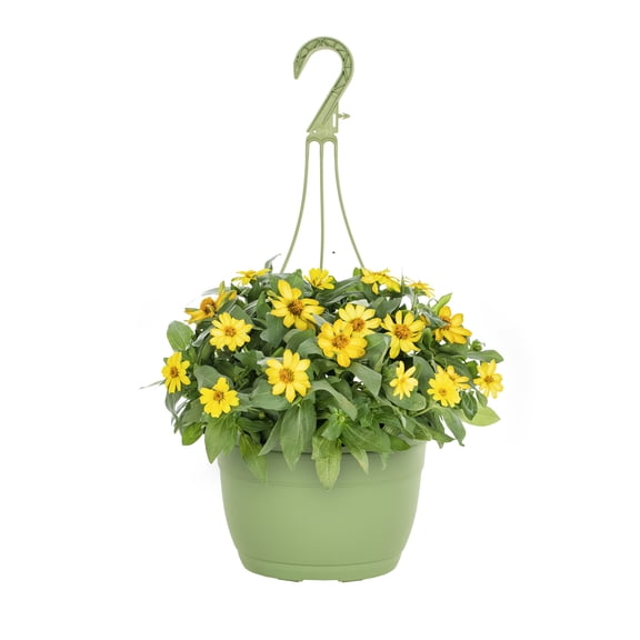 Expert Gardener 1.5gal Yellow Zinnia Live Annual Plant Hanging Basket Sun