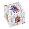 thumbnail image 1 of Kits de medicina Anatomy Study Cube de 7 x 7 cm, 9 partes del cuerpo, 1 of 7