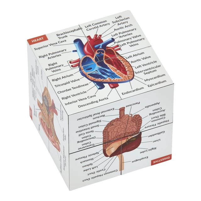 Kits de medicina Anatomy Study Cube de 7 x 7 cm, 9 partes del cuerpo