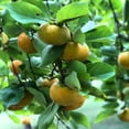 thumbnail image 4 of Persimmon Tree Live Plant for Outdoor Gardening, Fruit Persimmon Tree 6-10 Inches, 4 of 6