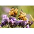 thumbnail image 2 of The Yellowstone Collection 24x17 Black Ornate Wood Framed with Double Matting Museum Art Print Titled - Hydaspe Butterflies, Mammoth Hot Springs, Yellowstone National Park, 2 of 4