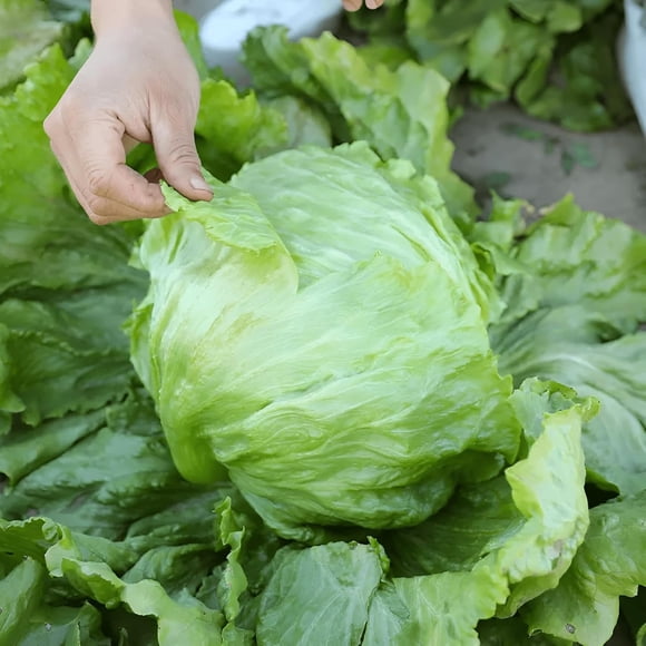 GSDWIUEW 450 Graines, Graines de Laitue Iceberg Croustillantes pour Jardinage de Légumes Maison Extérieur Jardin Graines de Jardinage de Légumes Graines Patrimoniales