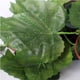 thumbnail image 5 of Plantas artificiales de hiedra Colco Decoración de pared 2m, 5 of 8