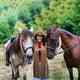 thumbnail image 5 of Chaleco vaquero ATAMET, vaquero, con flecos, para mujer, de Cowgirl Outfits, 5 of 6
