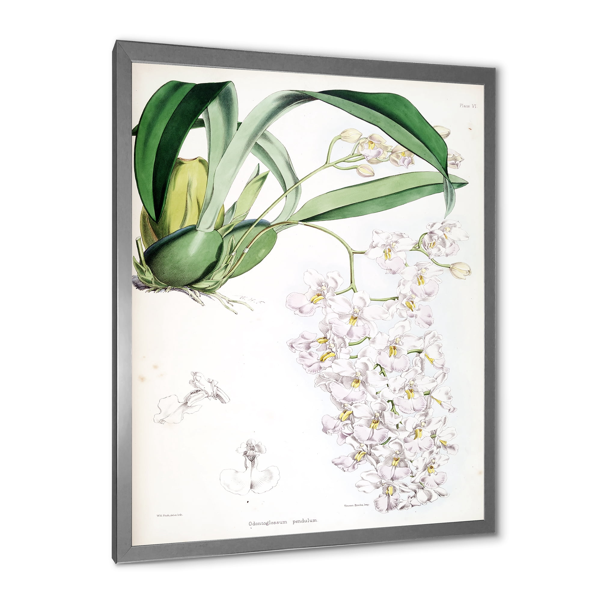 Designart 'Ancient White Orchid II' Traditional Framed Art Print