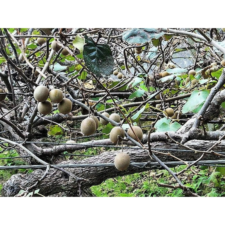 50 GOLDEN KIWI FRUIT Seeds Yellow Actinidia Rare Gooseberry Organic NonGMO  Grow