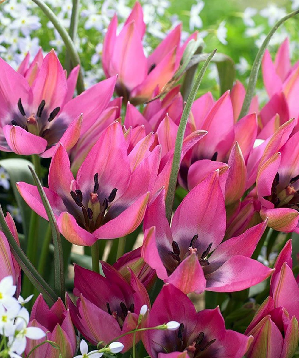 Norah Specie Tulip 10 Bulbs Heirloom Perennial 6/+cm Bulbs