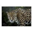 thumbnail image 2 of Jaguar (19x27 inches, Premium 500 Piece Jigsaw Puzzle for Adults and Family, Made in USA), 2 of 4