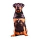 thumbnail image 1 of Cojín de peluche con estampado de perro, regalo exquisito para familiares, amigos y niños. Estilo J, 1 of 3
