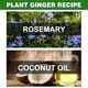 thumbnail image 2 of Rosemary Oil For Hair Growth Rosemary Essential Oil Organic Rosemary Hair Growth Oil Nourishes Hair Rosemary Oil Hair Stimulates Hair Growth For Me, 2 of 3