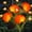 Orange-2 Pack, variant on Landscape & Walkway Lights Orange 4 Pack Solar Outdoor Decor