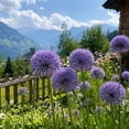 thumbnail image 4 of Allium Bulbs - Ideal for Beds Borders, Plant Pots & Planters, Low Maintenance, 4 of 6