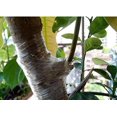 thumbnail image 5 of POINTERTECK Ruban de Greffage Parafilm Pépinière Scellage PVC Extensible Résilient Largeur 29mm Outils de Jardin à Main, 5 of 5