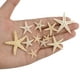 Coquillages Naturels Étoiles de Mer Décor d'Affichage de Mariage pour les Décorations d'Artisanat Artisanat Décor d'Aquarium 1-5cm 100pcs – image 5 sur 9