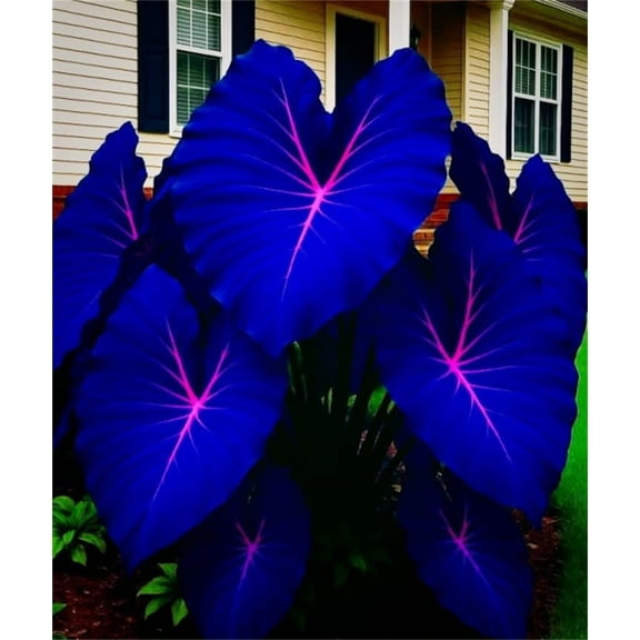 Midnight Blue Hosta-Plants For Planting - Garden Elegance Decoration - Premium Garden Stakes Perfect for Borders - Striking