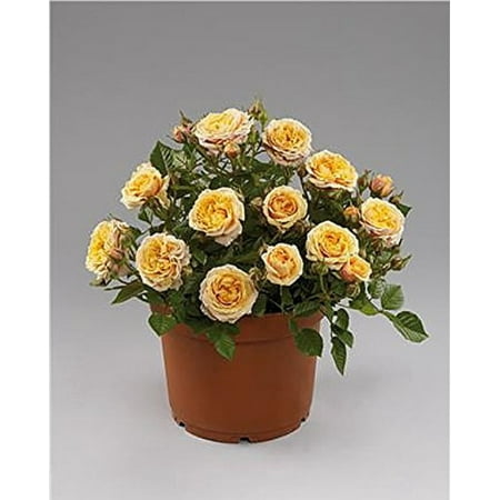 Hardy Butterfly Bush - Parade Cara Miniature Rose Bush - Fragrant/Hardy - 4