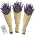 thumbnail image 3 of MarinaVida Natural Dried Lavender Flower Bundle, 21.5" Dry Lavender Flowers Bouquet with Stems for Home Decor Bathroom Wedding, 3 of 6