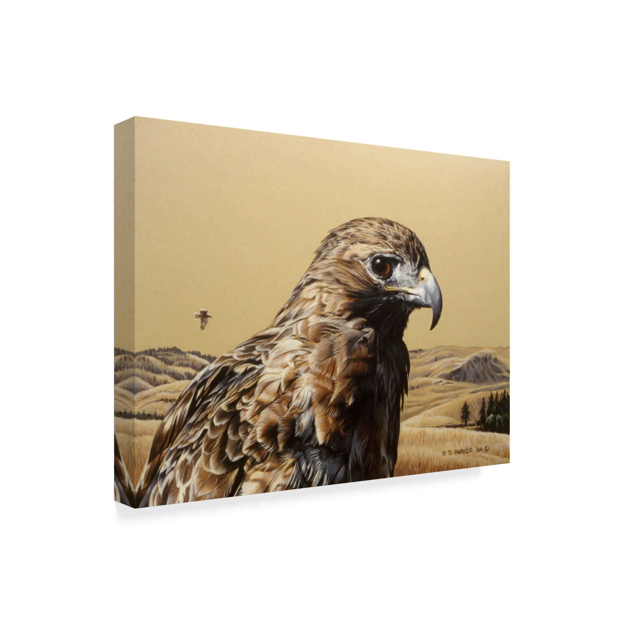 Trademark Fine Art 'Red Tailed Hawk' Canvas Art by Ron Parker