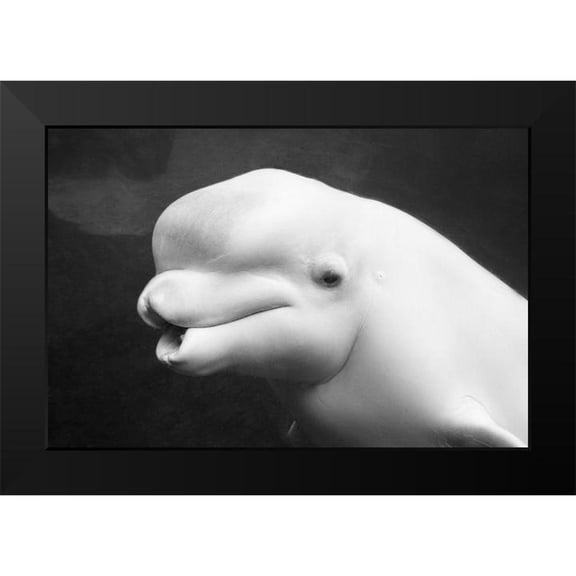 Highsmith, Carol 14x11 Black Modern Framed Museum Art Print Titled - Beluga Whale