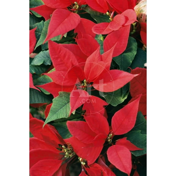 Poinsettia, Christmas Flower, Botanical Unframed Photographic Print Wall Art Sold by ArtCom
