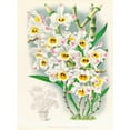 thumbnail image 3 of Jean Jules Linden 19x24 Black Modern Framed Museum Art Print Titled - Dendrobium Wardianum (1885-1906), 3 of 5