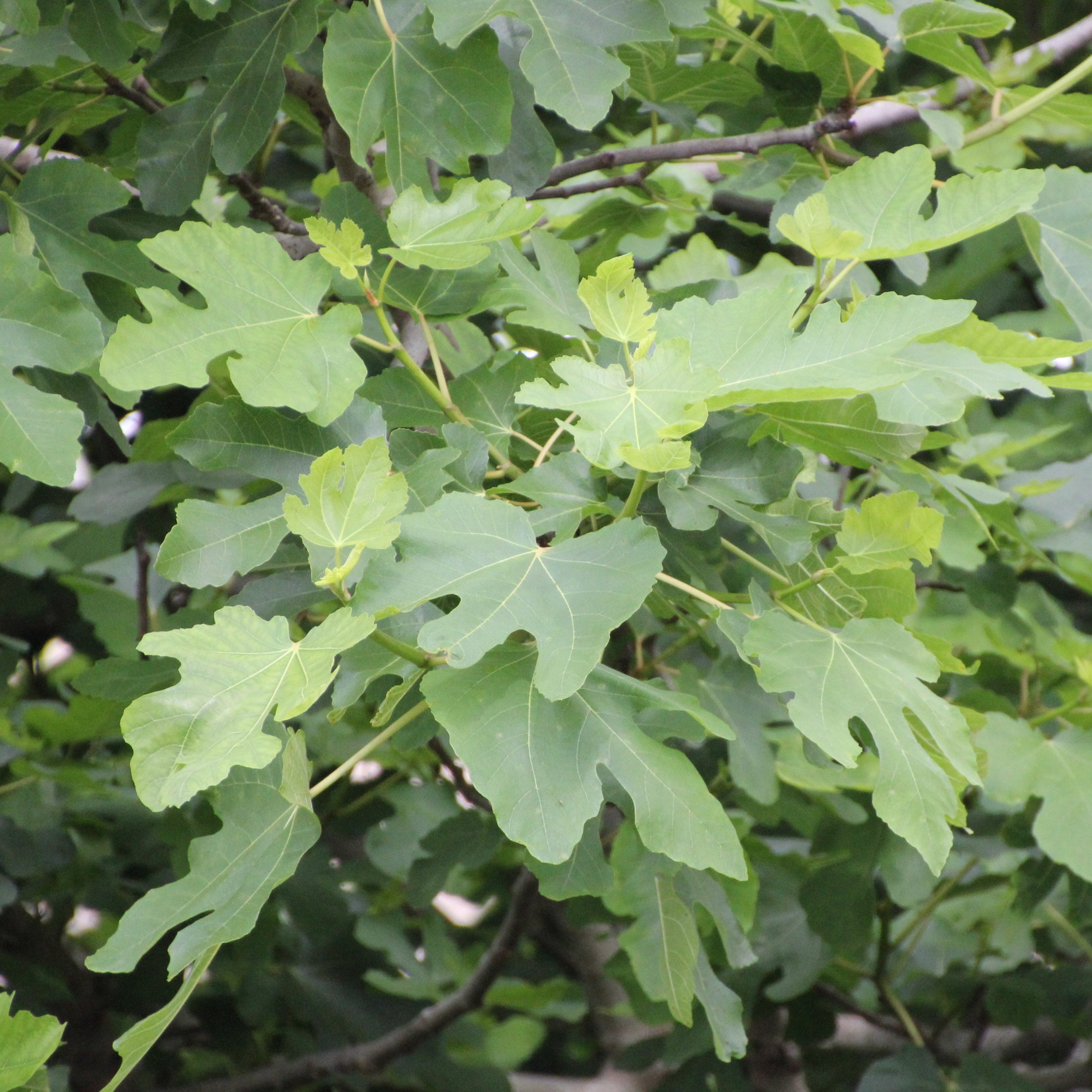 1 gal. Fig Black Mission Live Perennial with Full Sunlight