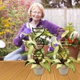 thumbnail image 4 of Metal Ground Stakes, Trellis Outdoor, Outdoor Trellis, Outdoor Garden, Metal Trellis, Tall Plant Stakes, 15.7X2.7 In, Gold, Vine Growth, 1 Pc, 4 of 5