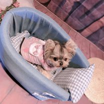 Small Dog & Cat Car Seat - Anti-Dirty Cushion & Safety Features