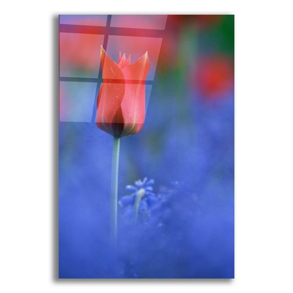 Epic Art 'Tulip No 3' by Istvan Nagy, Acrylic Glass Wall Art, 12"x16"
