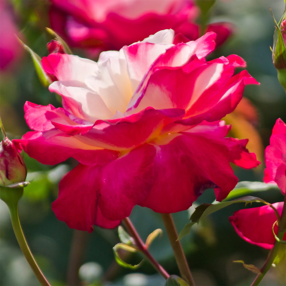Van Zyverden Roses Double Delight 1 Plant Root Stock Multicolor Partial Sun Perennial Fragrant 3lbs