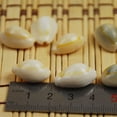 thumbnail image 4 of 100 piezas de caracolas naturales, accesorios de joyería DIY, adornos de caracola con patrón de círculo dorado, decoración hecha a mano para joyería, colgante, arte colgante, artesanía, 4 of 7
