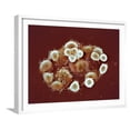 thumbnail image 1 of HeLa Cells, SEM, Figurative Framed Art Print Wall Art by Science Photo Library Sold by Art.Com, 1 of 5
