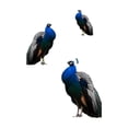 thumbnail image 7 of Outdoor Peacock Statue Garden Decor for Outside Metal Yard Art Outdoor Decoration for Lawn Backyard Party Wedding for Women, 7 of 7