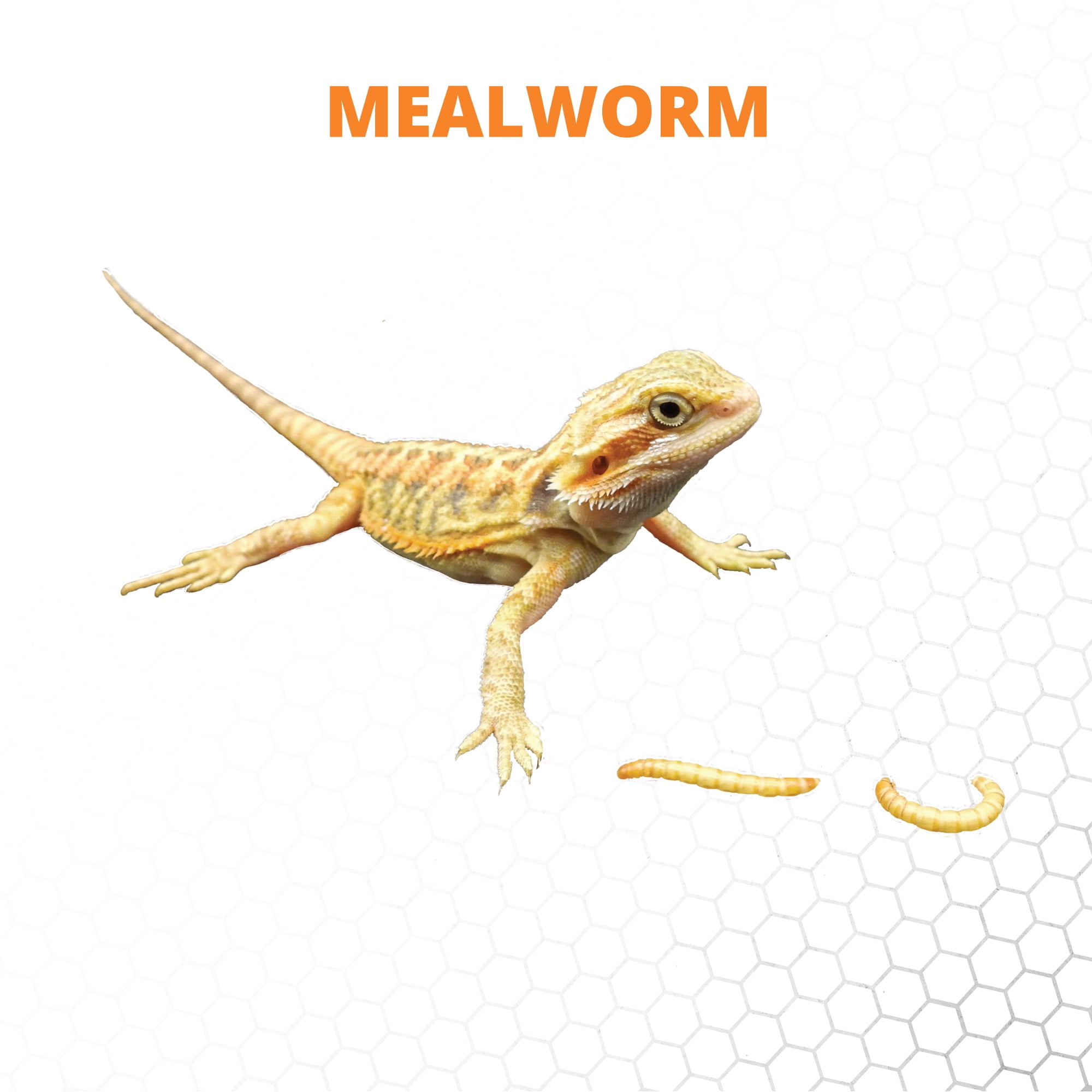 Mack's Natural Reptile Food 1 x Box of 1,000 Large Standard Mealworms