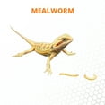 thumbnail image 3 of Mack's Natural Reptile Food 1 x Cup of 500 Standard Mealworms, 3 of 6
